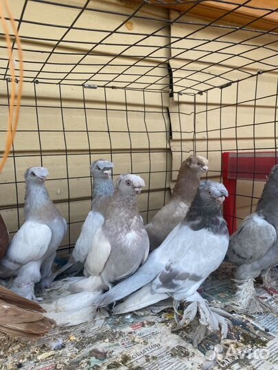 Голубь узбеки