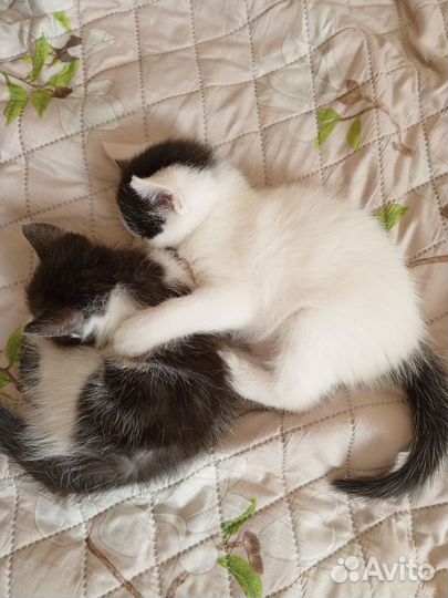 Котенок