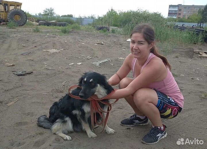 Собака улыбака в добрые руки