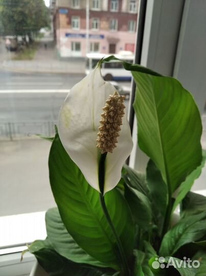 Женское счастье 