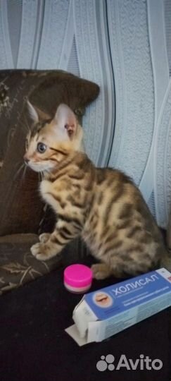 Бенгальский котенок девочка