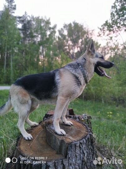 Кобель 5 лет