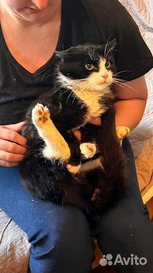 Кошка в добрые руки