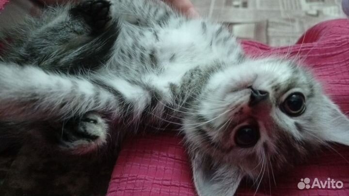 Отдаём котят в добрые руки
