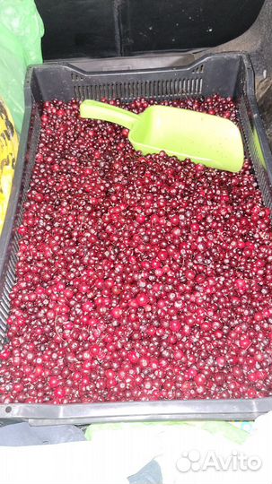 Клюква брусника, черника