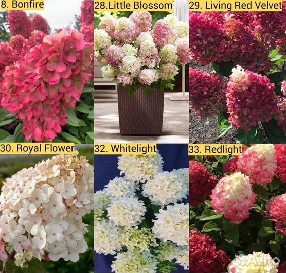 Метельчатые гортензии 37 сортов в наличии