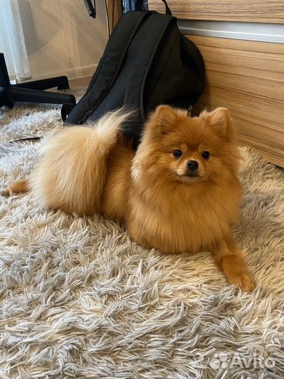 Догситтер, зооняня, передержка