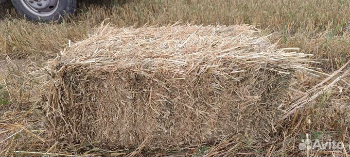 Солома ячменная в тюках