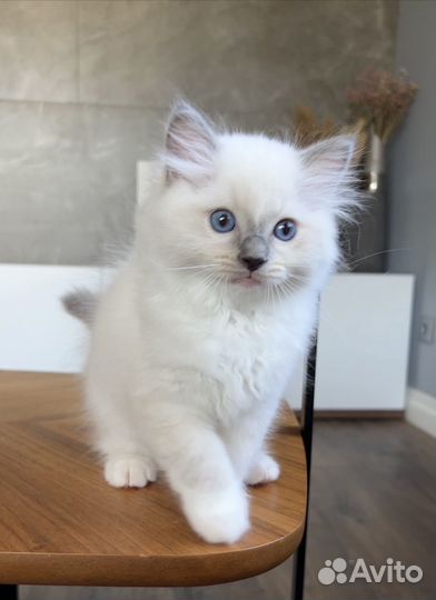 Мальчик рэгдолл Tyson