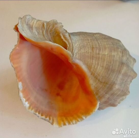 Ракушка морская