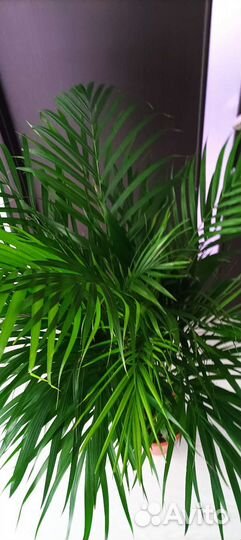Пальма Арека, высота155- 160 см