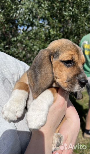 Бигль щенок