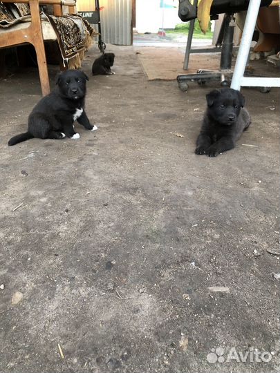 Щенки лабрадора