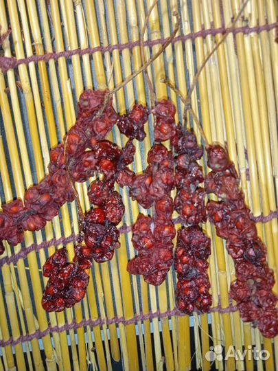 Лимонник дальневосточный