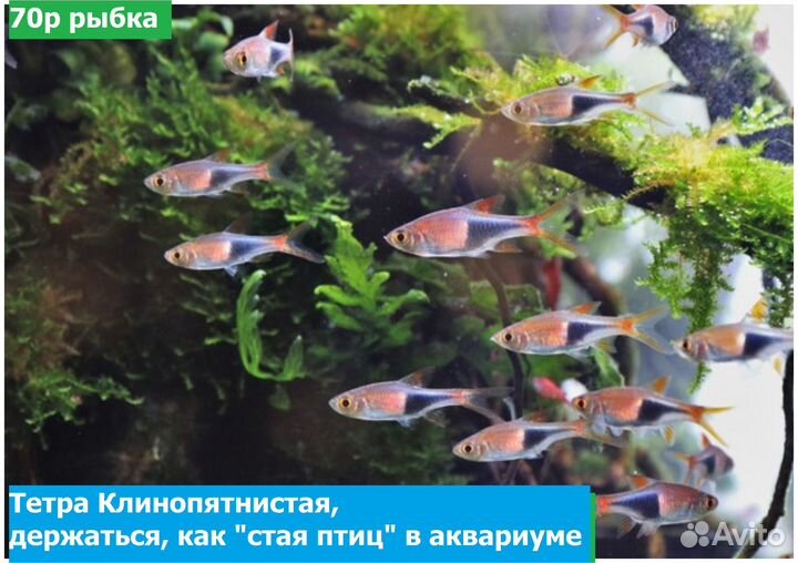 Аквариумные рыбки Тернеции Пецилии Амано Неоны
