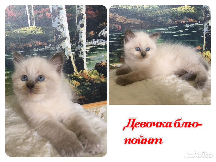 Невская маскарадная