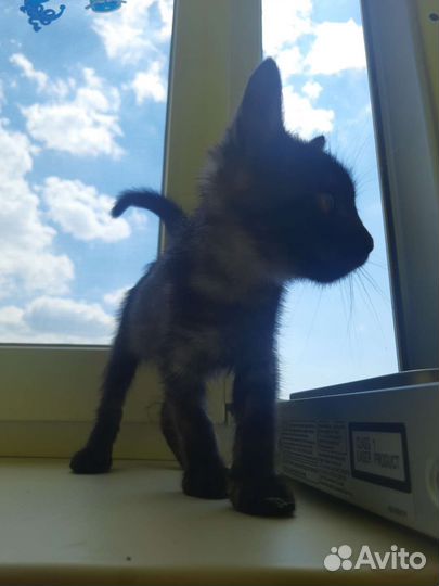 Отдам котенка в добрые руки