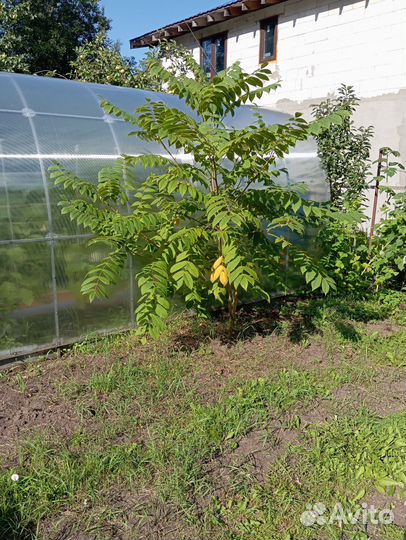 Манжурский орех