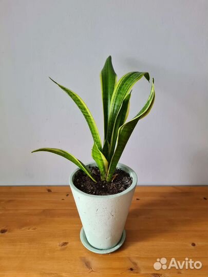 Сансевиерия