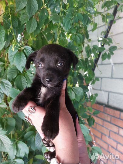 Маленькая дворняжка