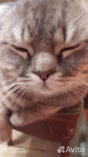 Вязка кот британец