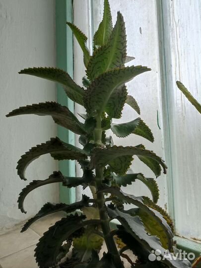 Каланхоэ лечебное