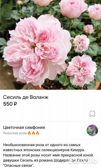 Саженцы японских роз