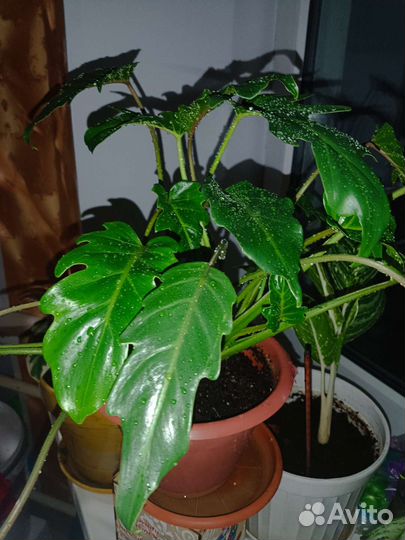 Филодендрон
