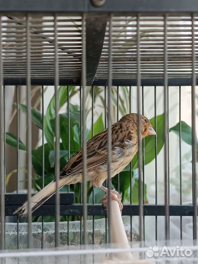 Молодой кенор