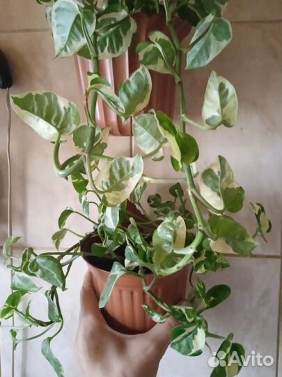 Сциндапсус Nana