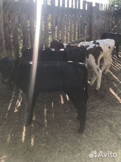 Бычки и телята