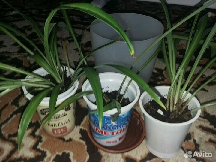 Хлорофитум