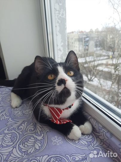 Котик в добрые руки