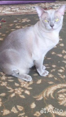Бурманский лиловый кот объявление продам