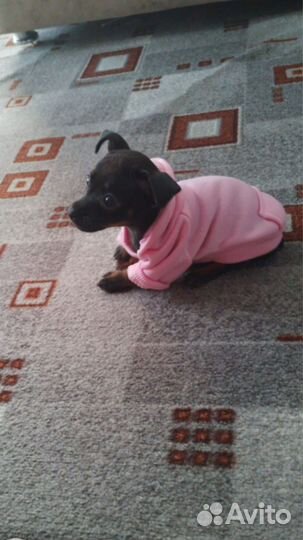 Кофта для собаки