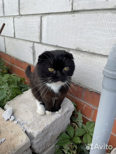 Кот в добрые руки