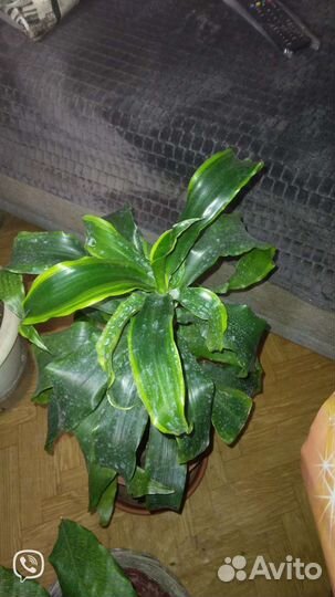 Драцена маргината