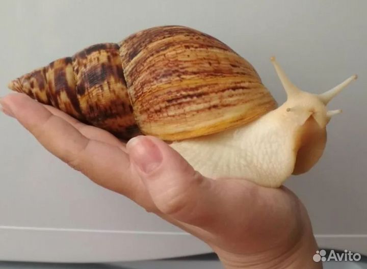 Улитка Ахатинская