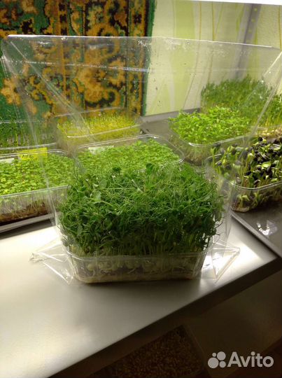 Микрозелень