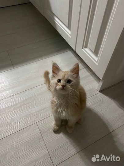 Майкун-мальчик