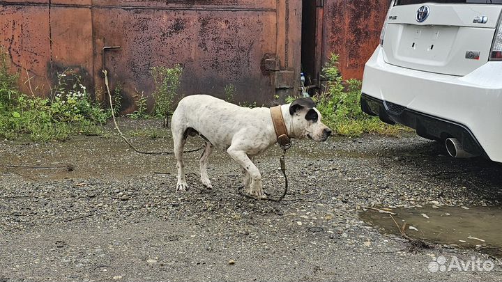 Щенок питбультерьера