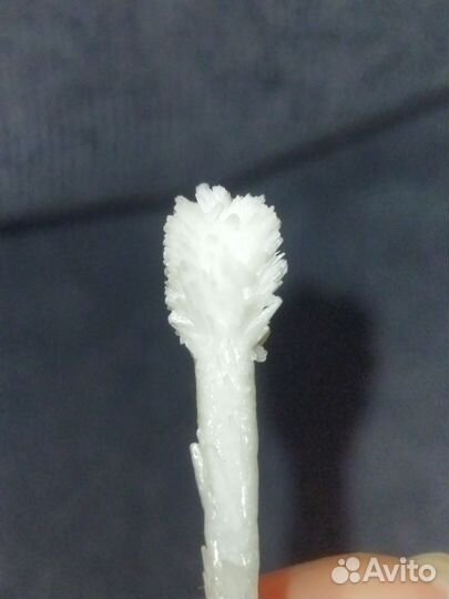 Ветка арагонита