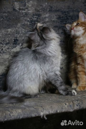 Котенок Мейн-кун, Голубой крем на серебре