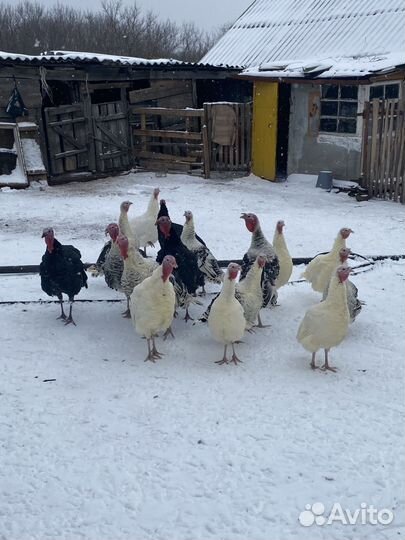 Индюки индюшки