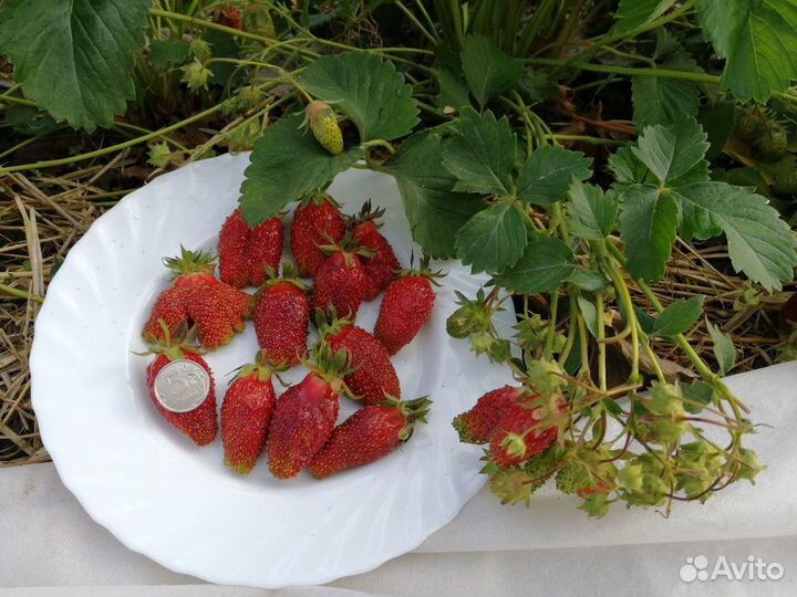 Земклуника Купчиха. рассада усы розетки