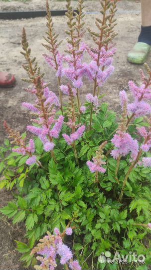 Цветы садовые астильба