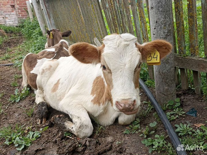 Телята телки