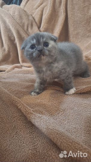 Вислоухие котята