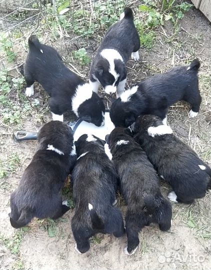 Щенки лайки