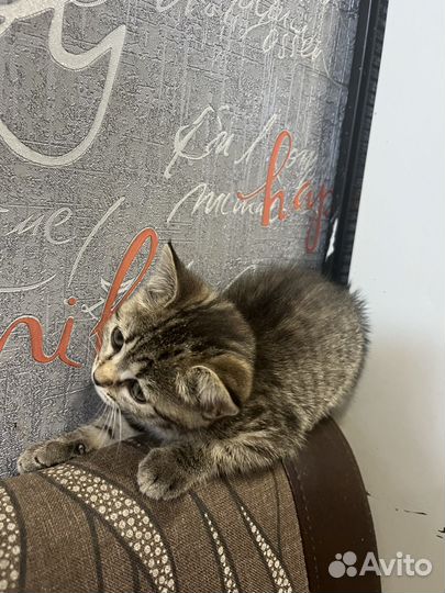 Котята помесь